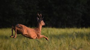 Ciervo en un campo de hierba verde durante el día