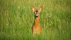 Pequeño ciervo en un campo verde