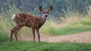 Corzo marrón en un campo de hierba verde