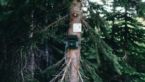 Cámara de fototrampeo montada en un árbol