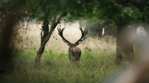 Majestuoso ciervo con grandes astas en el bosque